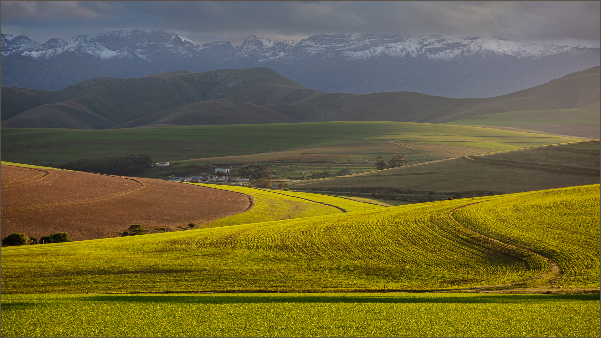 Club Medal - Scapes Colour - Glowing Overberg fields - Phil Sturgess - Hermanus