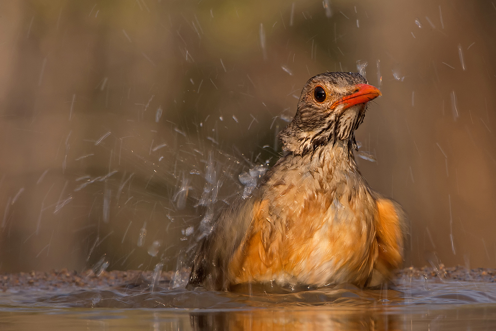 Club Medal - Wild Birds - Water fun - Margie Botha - Independent