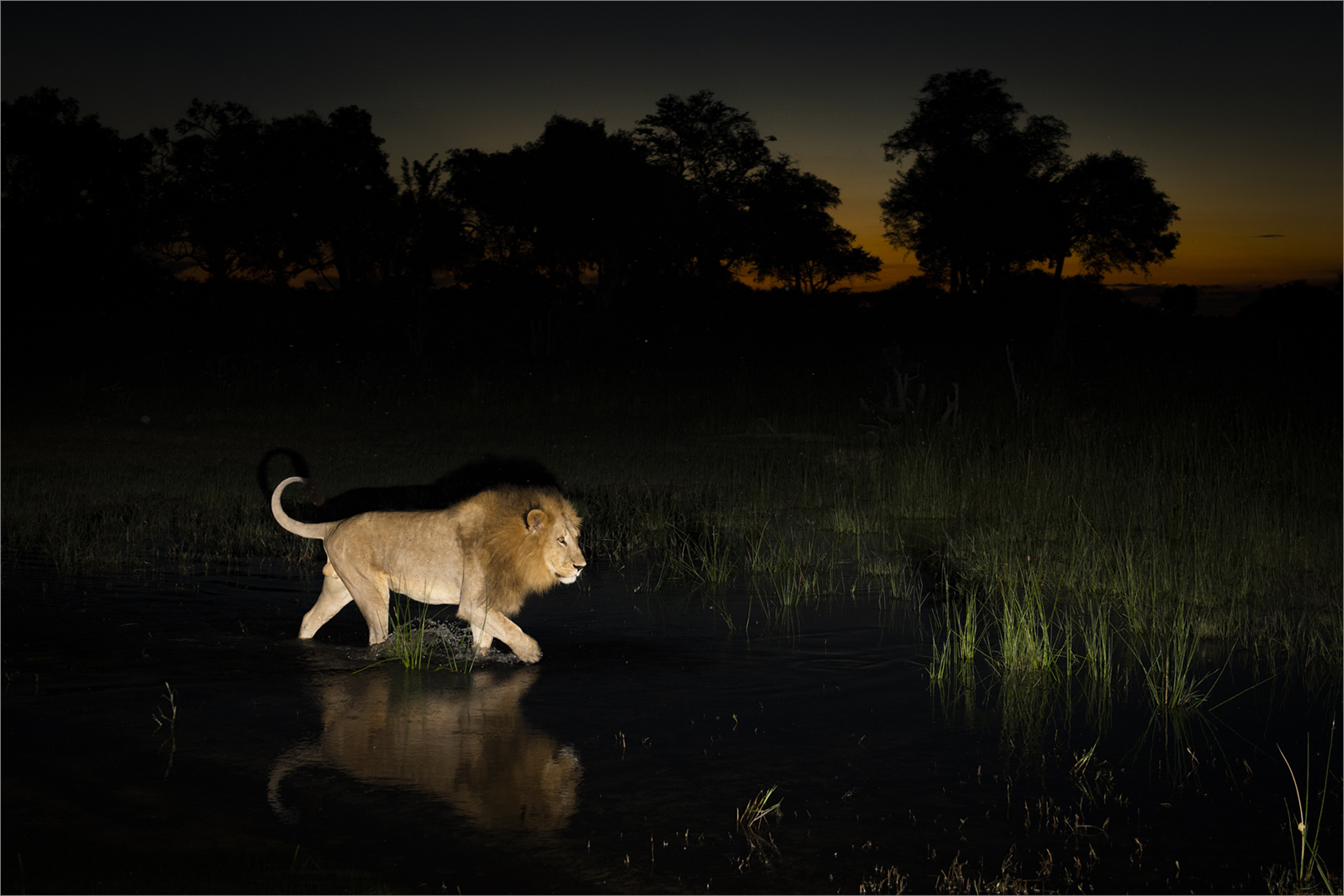 Club Medal - Wildlife Colour - Okavango king - Nellie Tromp - Midlens