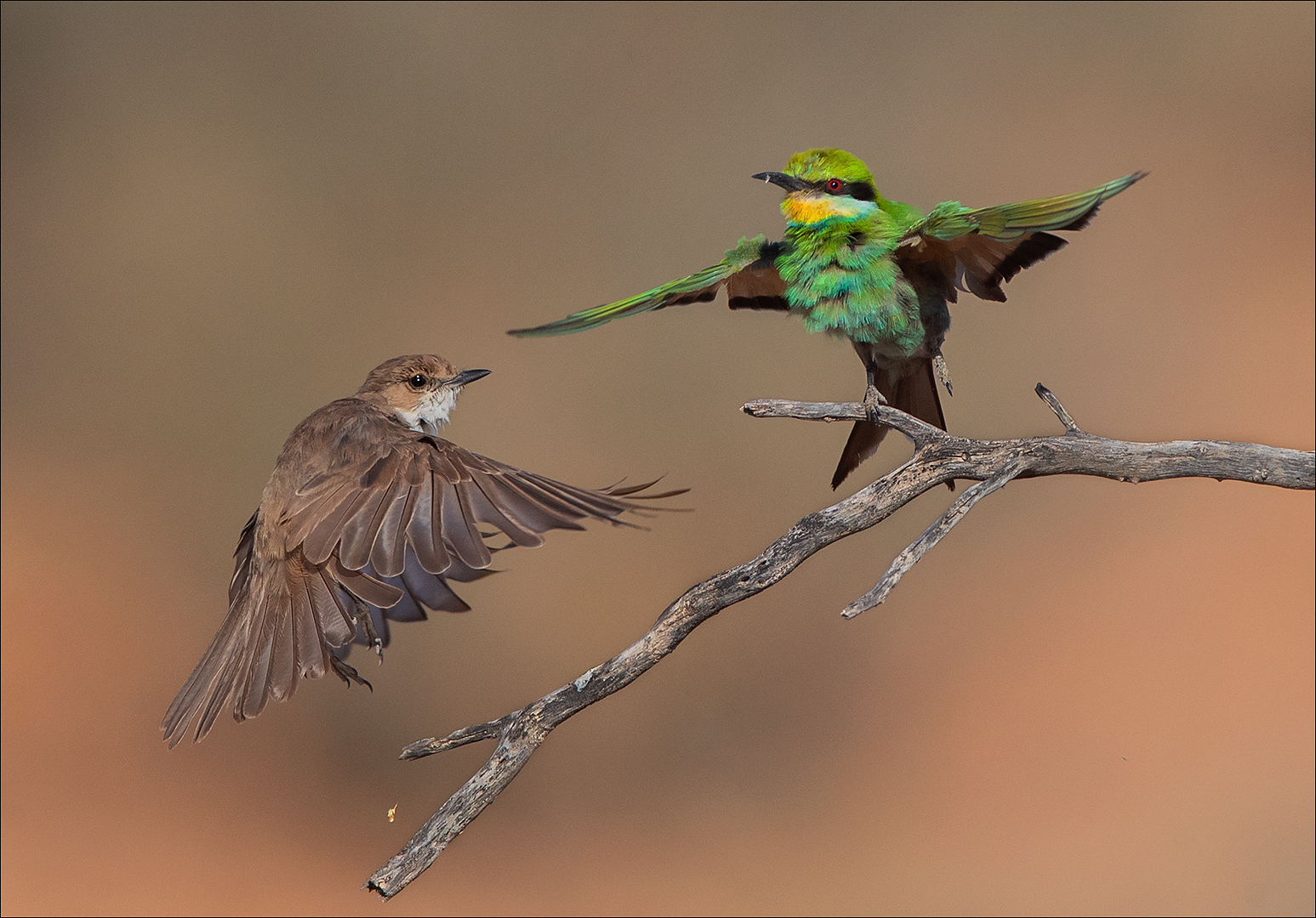 PSSA Silver Medal - Wild Birds - Dis My Stok - Rosa van Schalkwyk - Ermelo