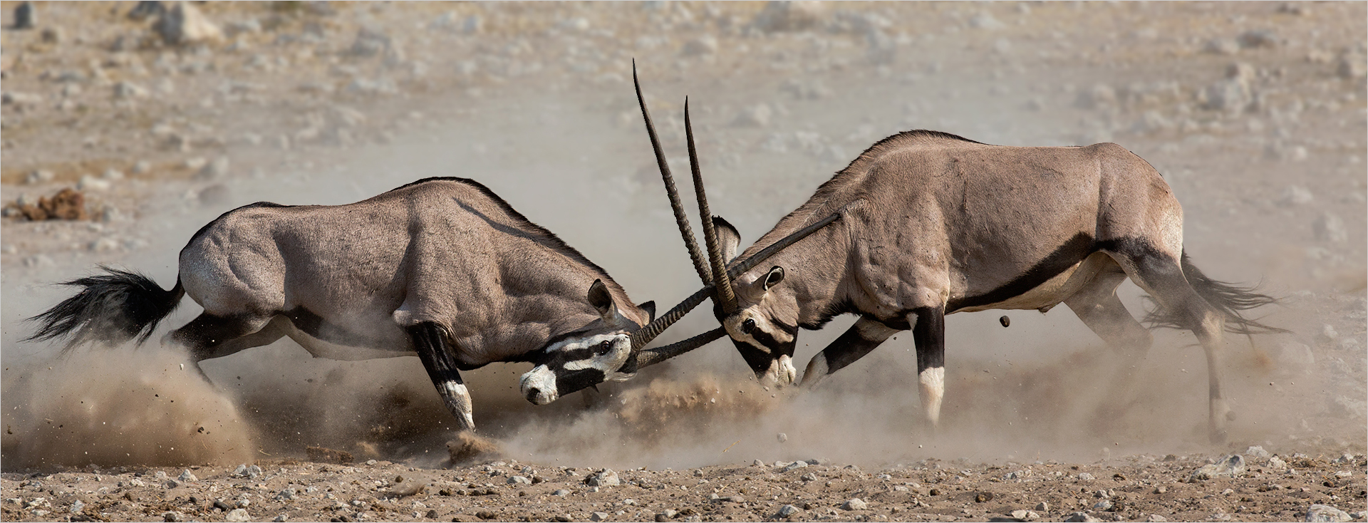 PSSA Silver Medal - Wildlife Colour - Shoulder injection - Annette Ligthelm - AFO