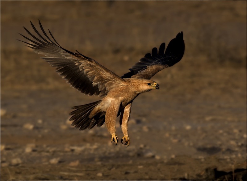 BFK Medal - Wild Birds - Tawny-low flying - Geo Jooste - Bloemfontein