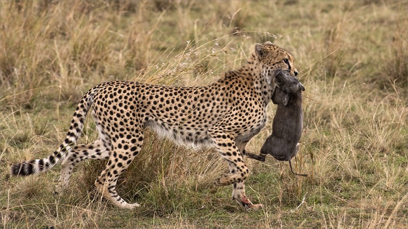 BFK Medal - Wildlife - Lunch - Ken van Wyk - Pretoria
