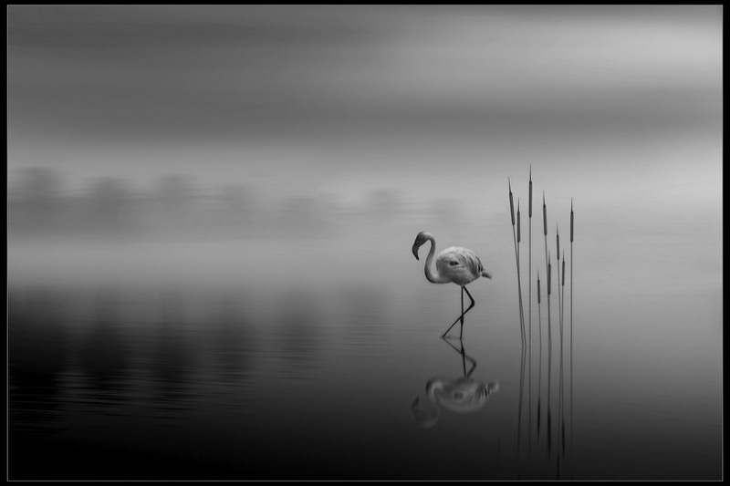 PSSA Silver Medal - Open Monochrome - Mist on the lake - Martin Barber - SSCC
