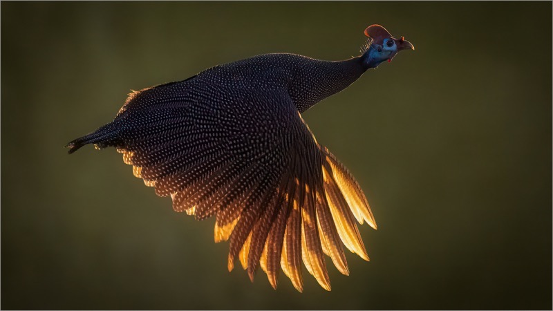 PSSA Silver Medal - Wild Birds - Guineafowl at speed - Eddie Reinecke - Krugersdorp