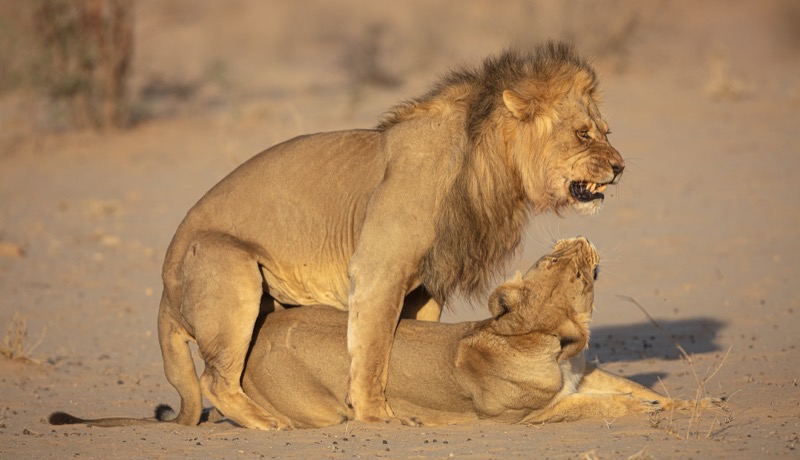 PSSA Silver Medal - Wildlife - Dangerous encounter - Carina de Klerk - Hermanus