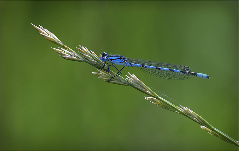 Gold FIAP medal Alan Young, England, Common Blue Damselfly On Grass