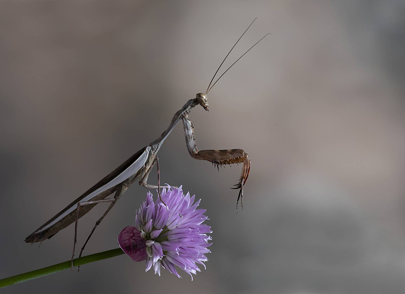PSSA gold medal Lee Sutton, England, Mantis on Pink Flower
