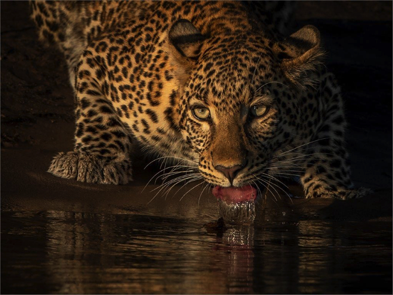 PSSA Silver Medal Nature Colour Sweet sweet Chobe Waters Gonnie Myburgh National