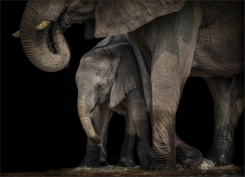 PSSA Silver Medal Open colour A Gentle Giant And Baby Tania Cholwich  AFO