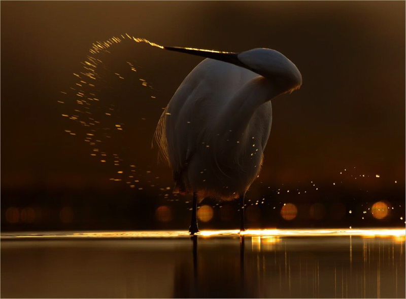 SAVAS Silver Medal Nature ColourBacklit white heron Francios van der Watt Bloemfontein
