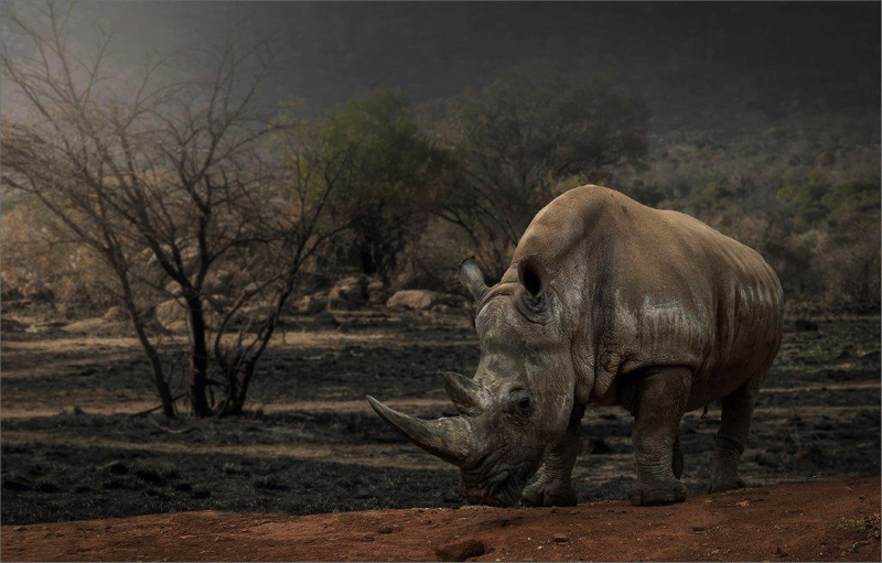 SAVAS Silver Medal Open Colour After the Fire Phil Hall Randburg