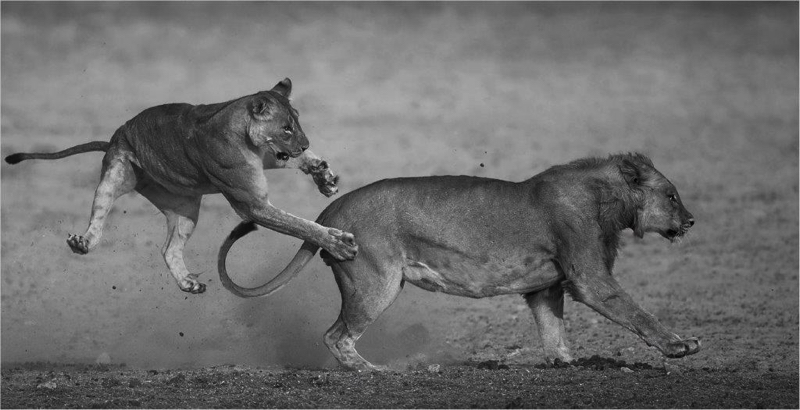 SAVAS Silver Medal Open Monochrome Jump and run Andre Ligthelm AFO