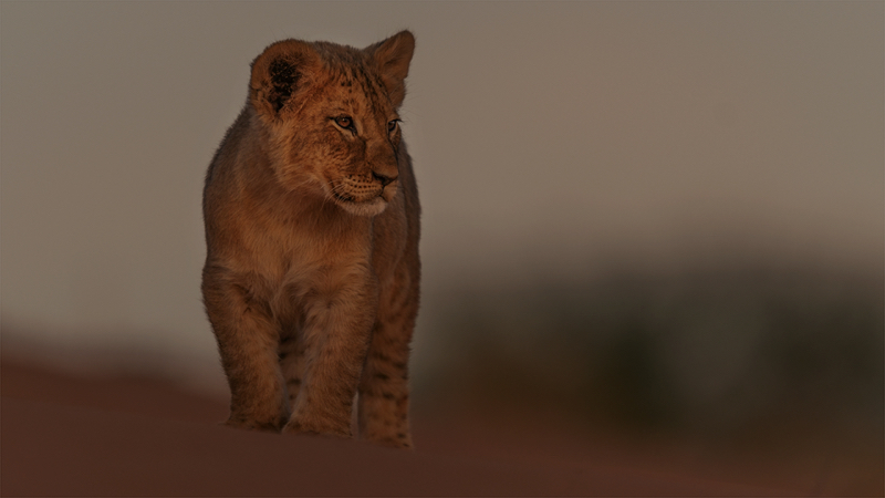 MCC Silver - Animal and Bird Portraits - Leeu welpie 19 KTP 19 - Michiel Duvenhage -Bloemfontein