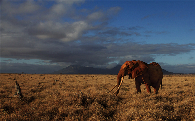 MCC Silver - Animal in their Environment - Lonely Elephant - Bernie van der Vyver - Bethal