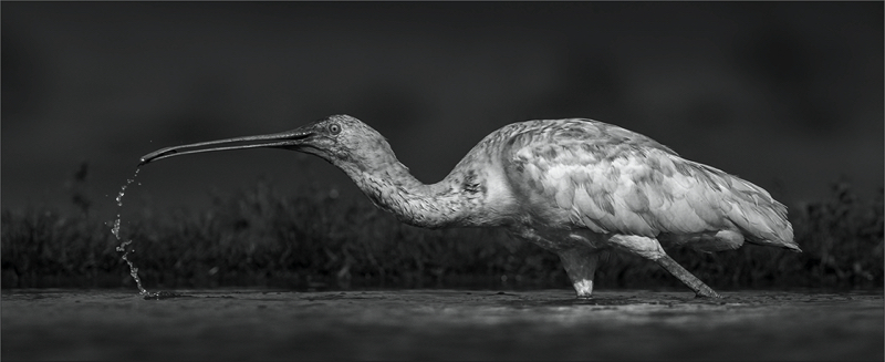 MCC Silver - Nature Monochrome -Lepelaar Met Vangs - Leon Venter - Bethal