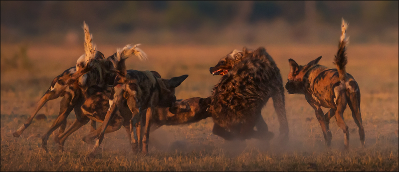 MCC Silver -Animal Behaviour -Strength in numbers -Leon Drotsky -Ermelo