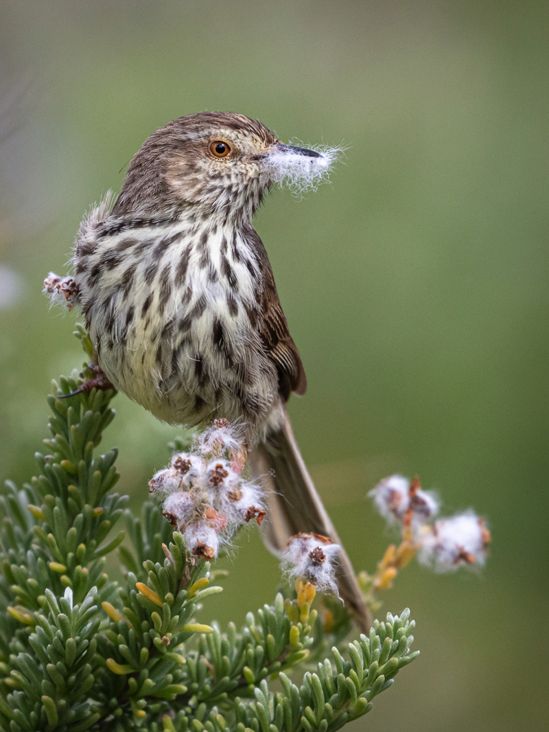 MCC Silver -Wild Birds - Karoo Prinia with Cape snowbush - Carina de Klerk -Hermanus
