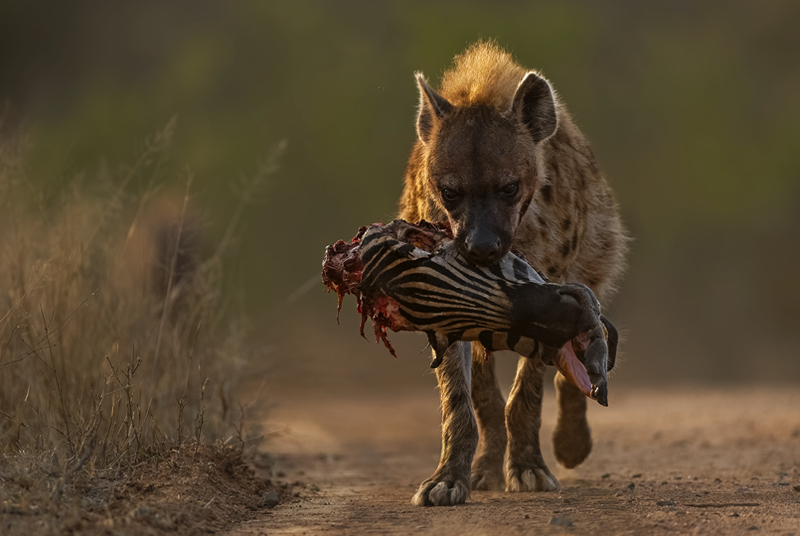 PSSA Silver Medal - Animal Behaviour - Hyena Zebra Head -Wille Kruger -Independent
