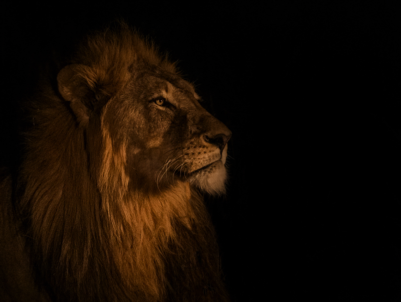 PSSA Silver Medal - Animal and Bird Portraits - Just the night - Stella de Chalain - Independent