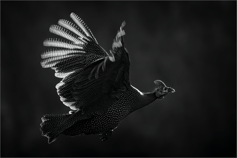 PSSA Silver Medal - Nature Monochrome -Tarentaal vlug -Eddie Reinecke - Krugersdorp