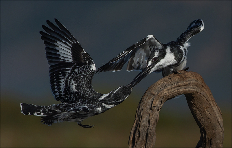 PSSA Silver Medal - Wild Birds - Love is in the air - Leon Venter - Bethal