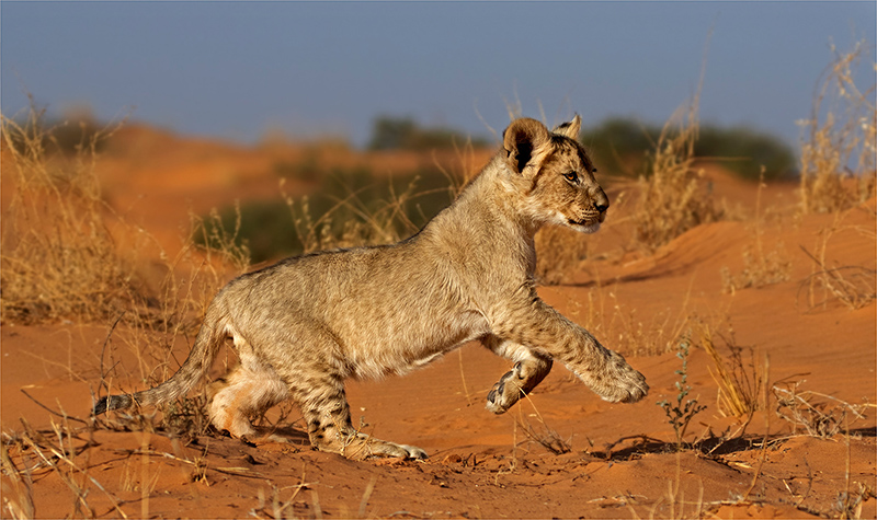 CCS Silver - Nature Colour - joyful lioncub3 - Geo Jooste - Bloemfontein Kameraklub