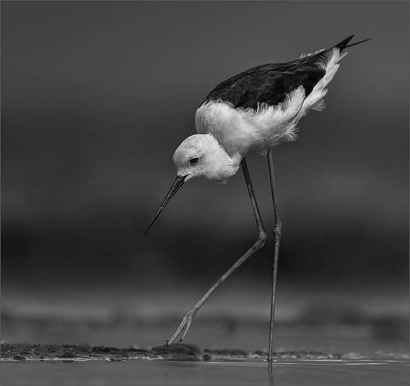 CCS Silver - Open - Monochrome - ROOIPOOTELSIE BW 2 - Leon Venter - Bethal Fotografie Klub