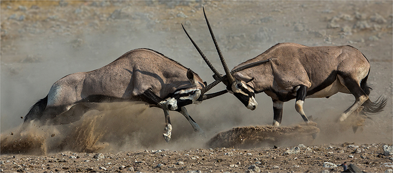 PSSA Silver Medal - Nature Colour - Aggressive oryx - Andre Ligthelm - AFO Photography Club