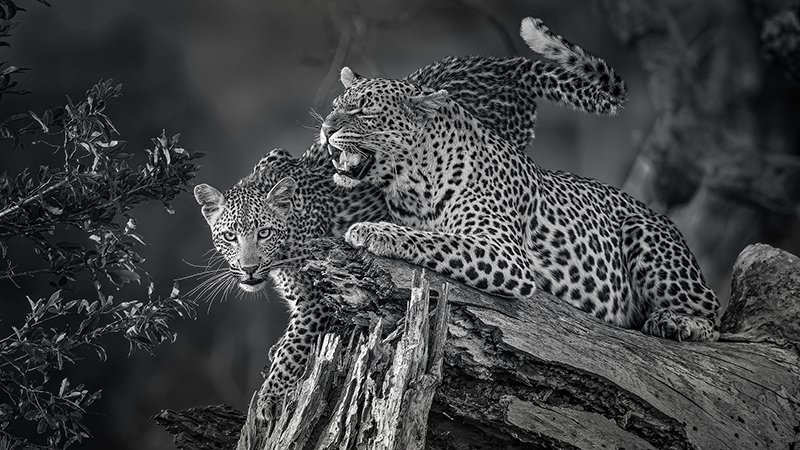 PSSA Silver Medal - Open - Monochrome - Leopard mom cub tbw - Willem Kruger -  Independent