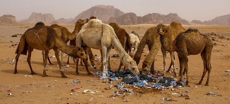 PSSA Silver Medal - Photojournalism excl Sport - skokkend in Jordanie - Zenobia Geldenhuys - George Camera Club