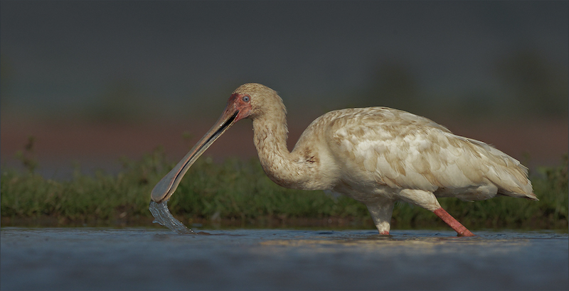 Brandpuntfotoklub Medal-Wildlife Birds - Colour-Leon Venter-Bethal Fotografie Klub
