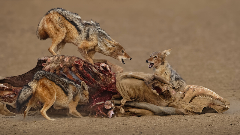 Brandpuntfotoklub Medal-Wildlife excluding Birds - Colour-Willem Kruger- Independent
