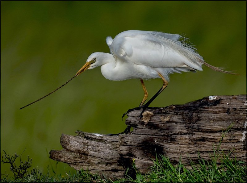 PSSA Silver Medal-Wildlife Birds - Colour-Eric Bosman-Kriel Foto Club