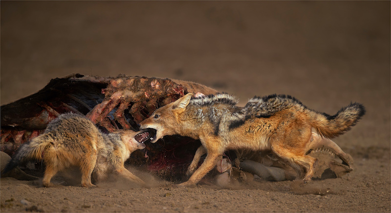 PSSA Silver Medal-Wildlife excluding Birds - Colour-Geo Jooste-Bloemfontein Kameraklub