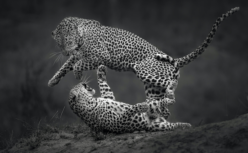 ACC Bronze Medal - Open Mono - Leopard jump mmono - Willem Kruger - Independent