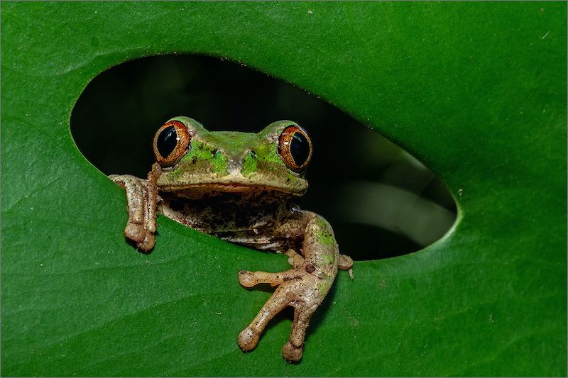 ACC Bronze Medal - Wild Animal Portraits - Frog in a hole - Kazalette Pike - Westville Camera Club