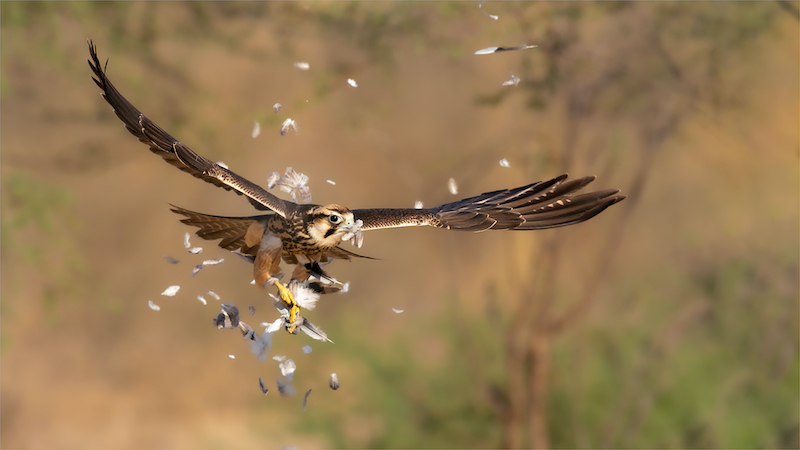 ACC Bronze Medal - Wild Birds - Lanner 1 KTP 21 - Michiel Duvenhage - Bloemfontein Kameraklub