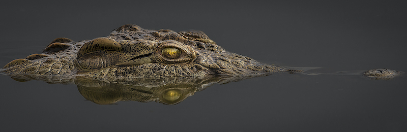 PSSA Silver Medal - Wild Animal Portraits -Loerbroer - Danie Smit - Sasol Highveld Photograpy Club