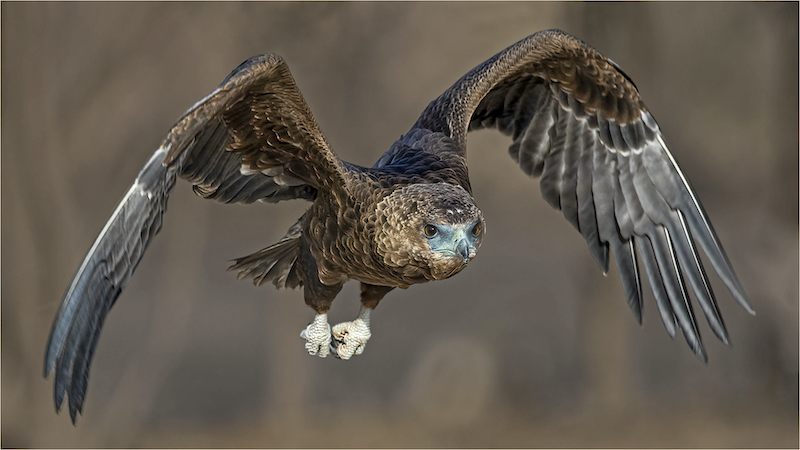 PSSA Silver Medal - Wild Birds - Intense - Malcolm Sutton - Hibiscus Coast Photographic Society