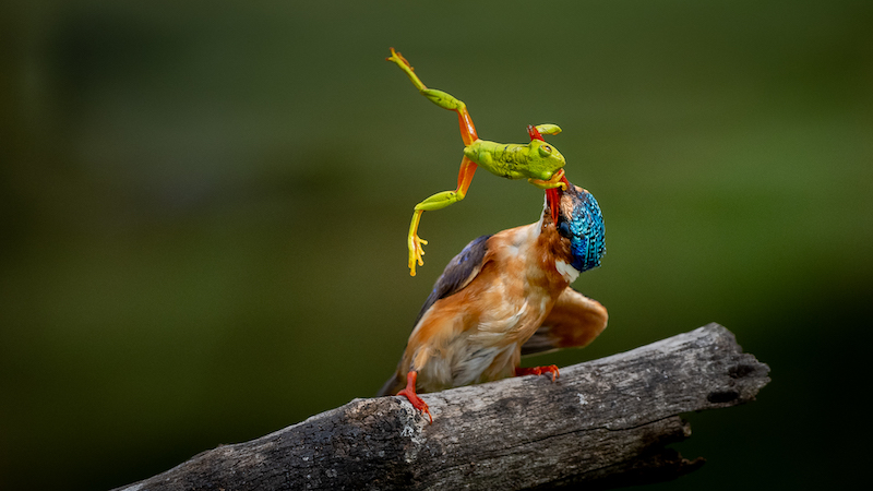 BCC Club Medal - Wild Birds Colour - Malachite judo move - Ian Taylor - Hibiscus Coast Photographic Society