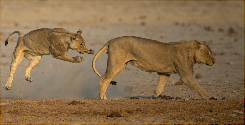 BCC Club Medal - Wildlife Colour - No birds and No scapes - Going to attack you - Annette Ligthelm - Afo Photography Club