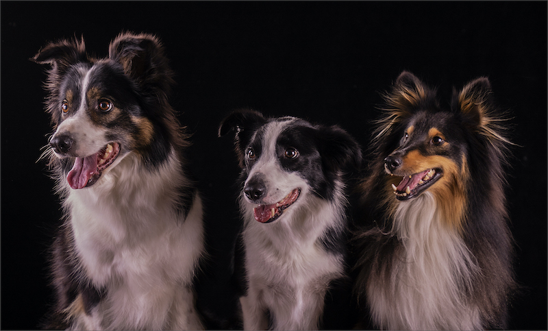 PSSA Silver Medal - Open Colour - Drie musketiers - Doreen Thomas - Brandpuntfotoklub