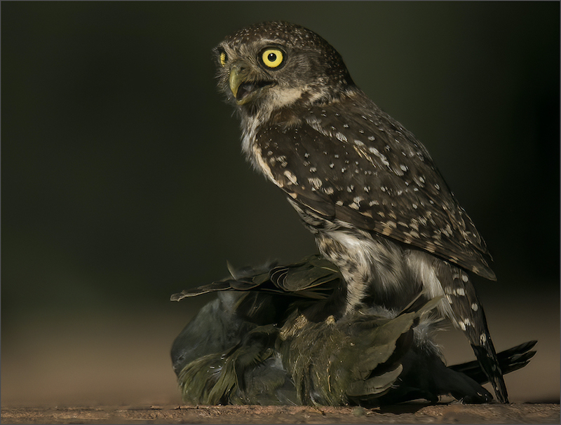 PSSA Silver Medal - Wild Birds Colour - What A Catch - Gerrie Botha - Rustenburg Photographic Society