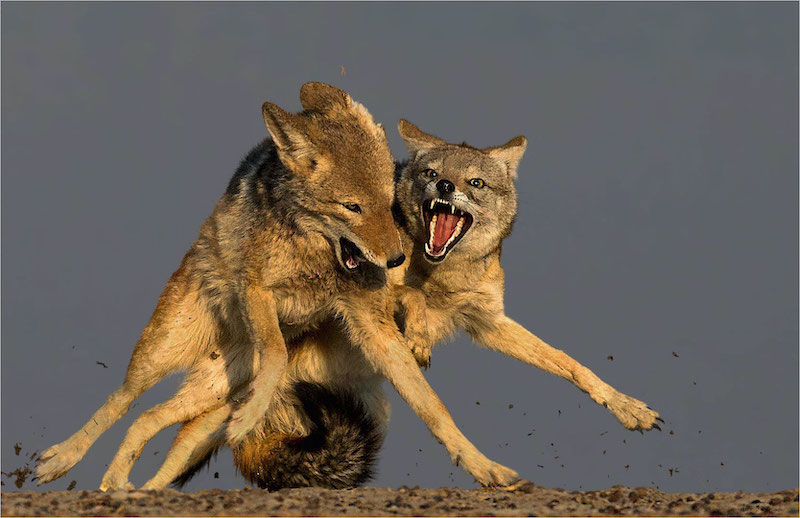 PSSA Silver Medal - Wildlife Colour - No birds and No scapes - Disharmony - Andre Ligthelm - Afo Photography Club