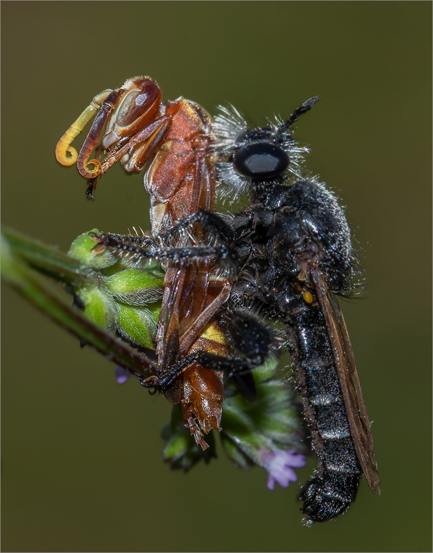 Best Image - PSSA Bronze Medal - Section 1 Junior Nature - Catch of the Day - Beverley Barnard - Bethal Fotografie Klub