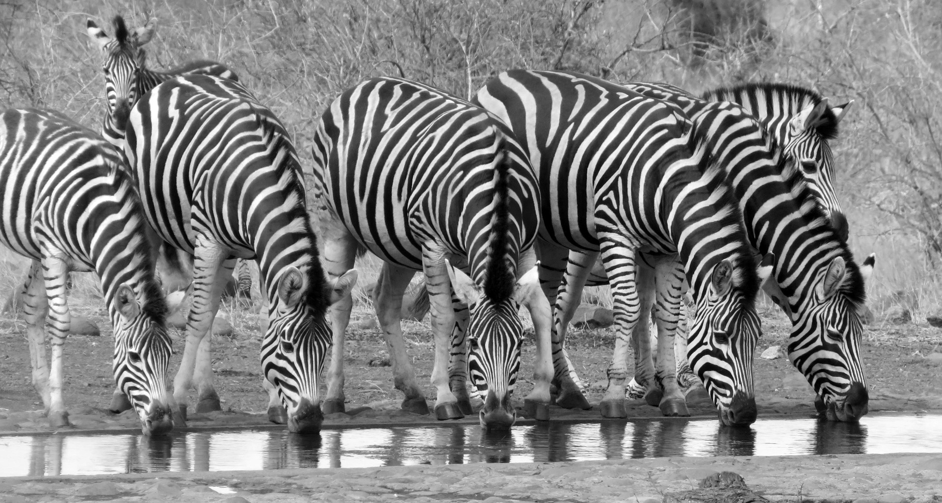 Best Image - PSSA Bronze Medal - Section 1 Junior Nature - Zebras - Wilma van der Westhuizen - Wilge Fotografie Klub