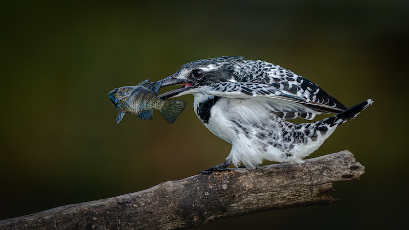 PSSA Bronze Medal - Runner-Up Nature Colour - Showing Off My Catch - Ian Taylor - Hibiscus Coast Photographic Society