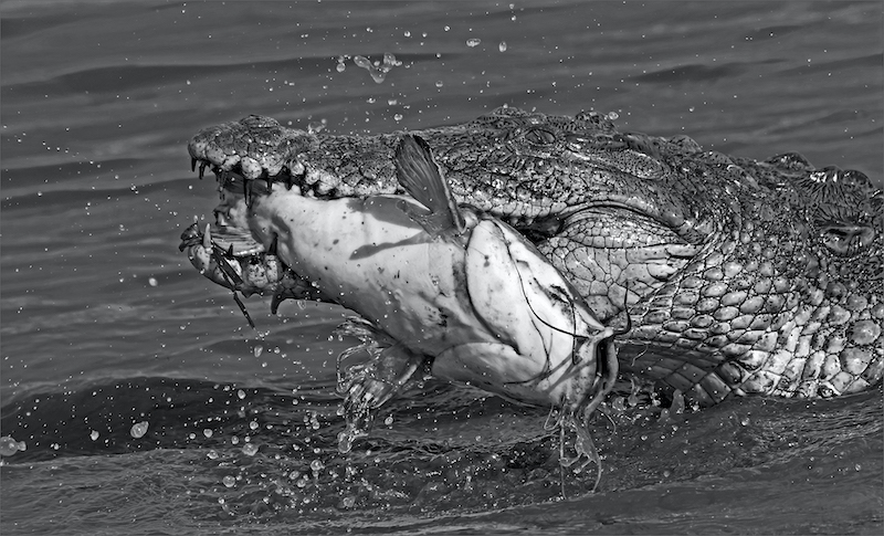 PSSA Bronze Medal - Runner-Up Nature Mono - Croc Eats Cat Fish - Rob Hart - Martizburg Camera Club