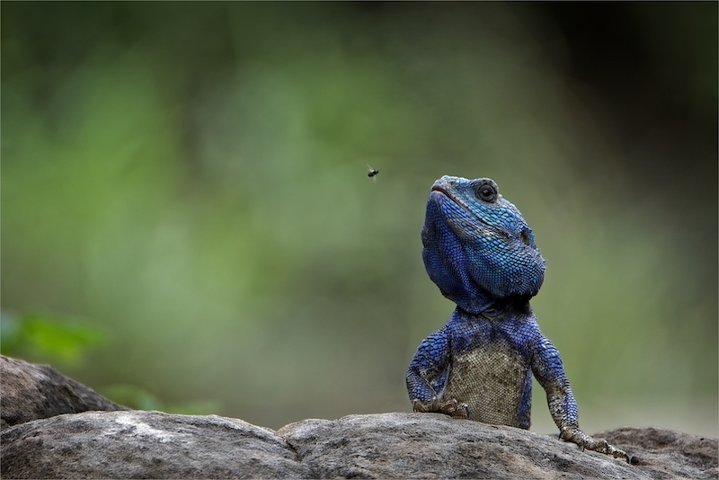 PSSA Bronze Medal - Runner-Up Open Colour - Vivid Blue - Adriaan Theron - Magalies Foto Fun Club